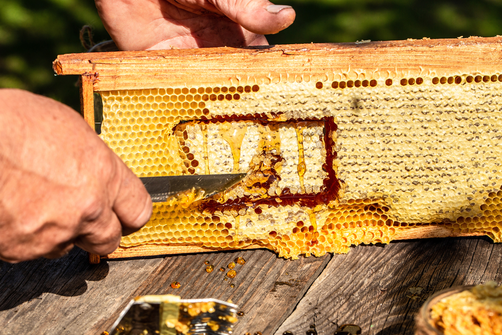 Conseils Et Techniques Pour Nourrir Les Abeilles Web Jardin