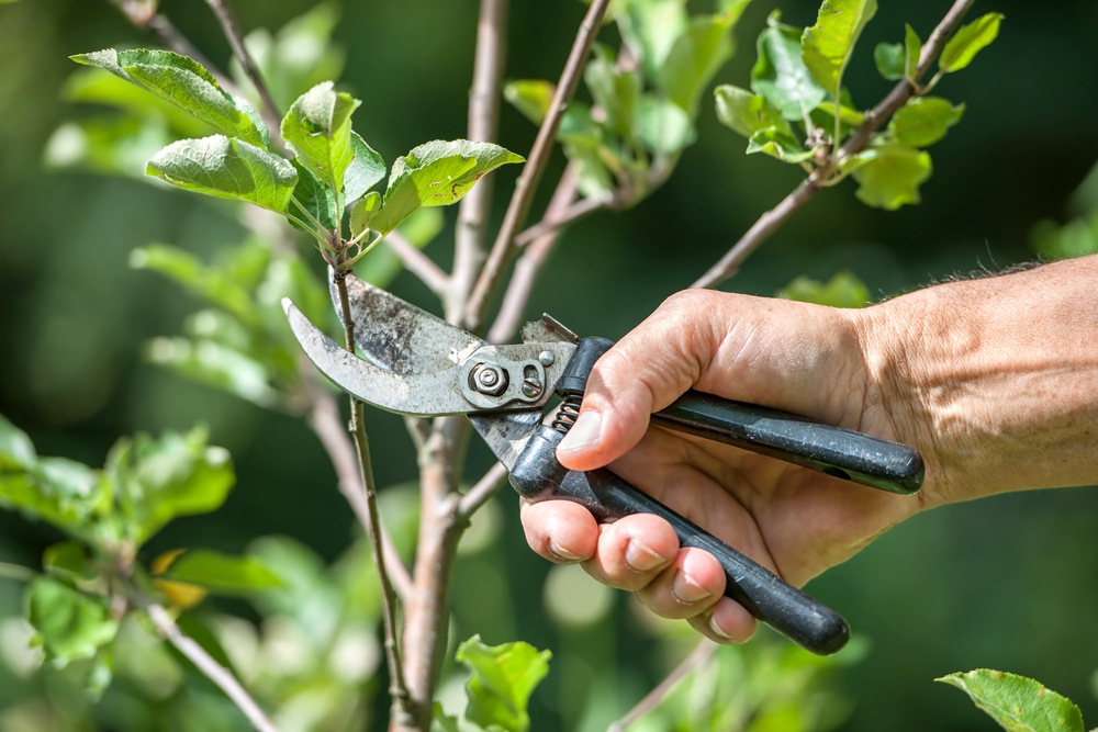 Conseils Jardinage Comment Bien Laguer Votre Arbre Web Jardin