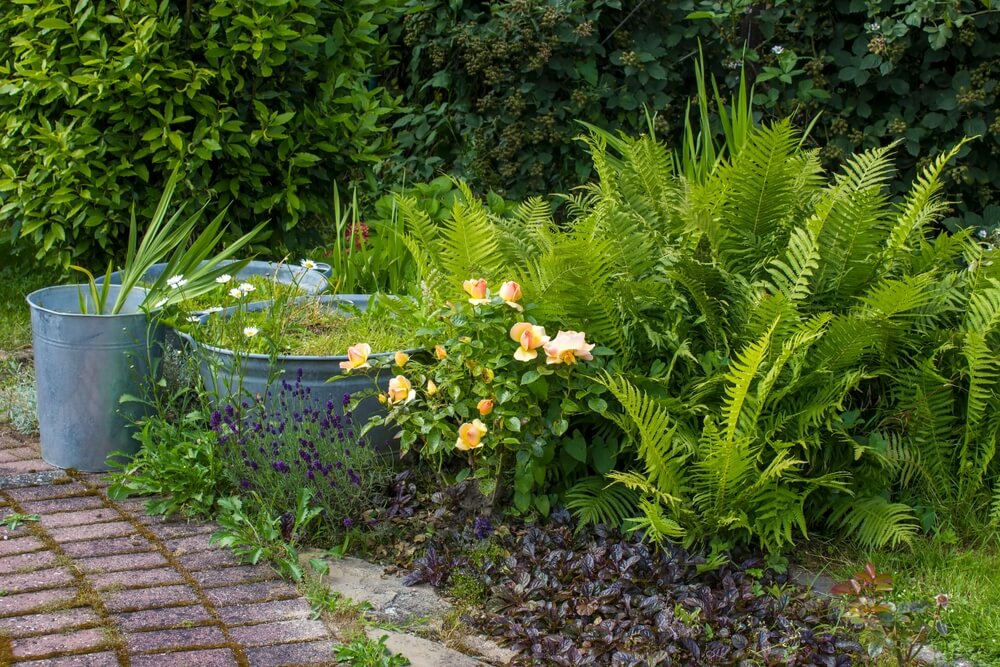 fougère jardin